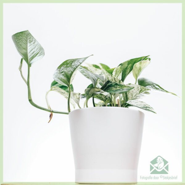 Acquista Epipremnum Pinnatum Marble Queen