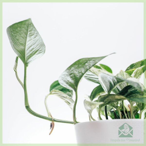 Koop Epipremnum Pinnatum Marble Queen