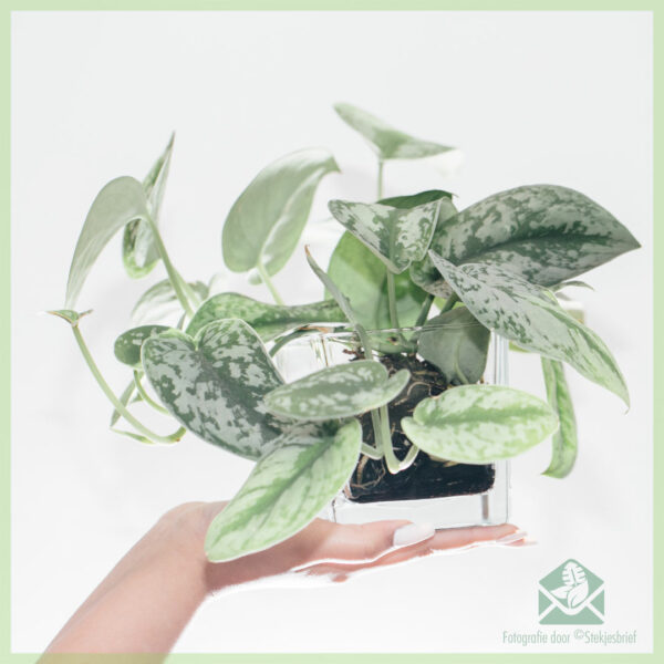 Epipremnum Scindapsus Pictus Trebie geworteld stekjes