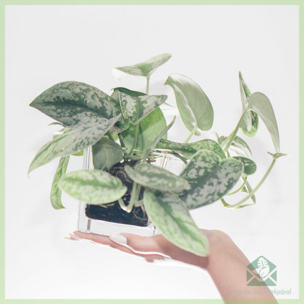 Epipremnum Scindapsus Pictus Trebie geworteld stekjes