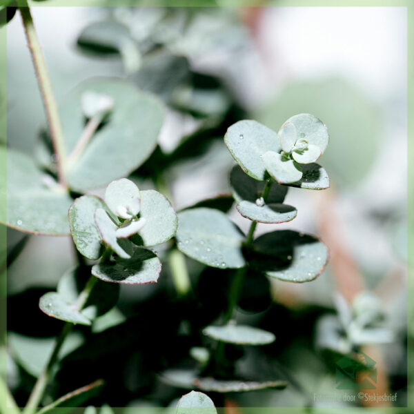 Mua họ Bạch đàn Gunnii Myrtaceae