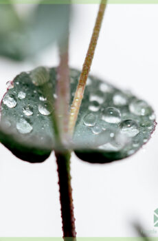 Kaufen Sie Eukalyptus Gunnii Myrtaceae