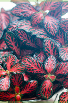 Fittonia donkerrooi mini blare