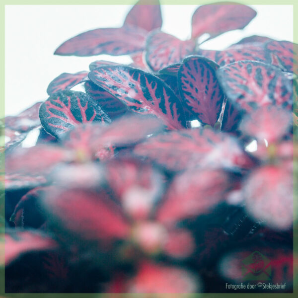 Fittonia donkerrood mini bladeren