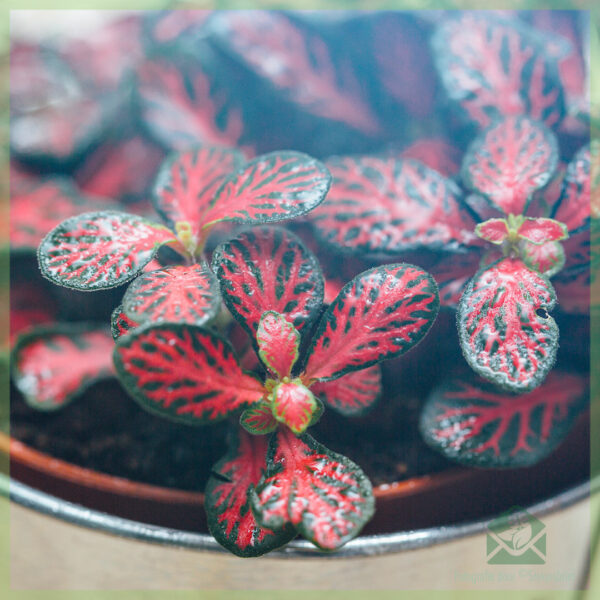 Fittonia donkerrood mini bladeren