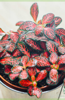 Fittonia donkerrooi mini blare