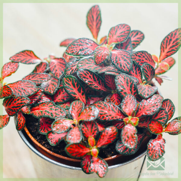 Fittonia donkel rout Mini Blieder