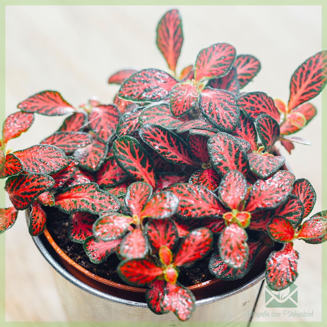 fittonia verschaffeltii mini red dragon (mosaic plant) cutting surat