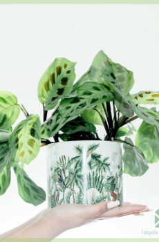 Acquista Maranta Leuconeura Green Stripe