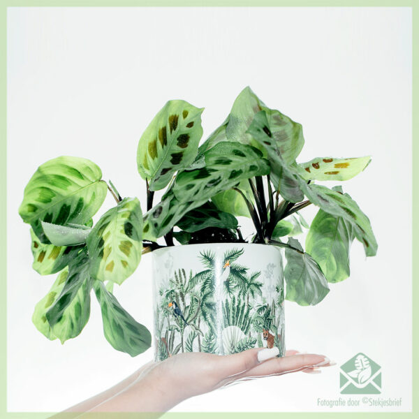 اشتر Maranta Leuconeura Green Stripe