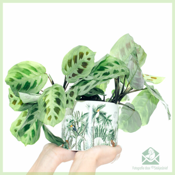 اشتر Maranta Leuconeura Green Stripe