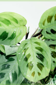 Acquista Maranta Leuconeura Green Stripe