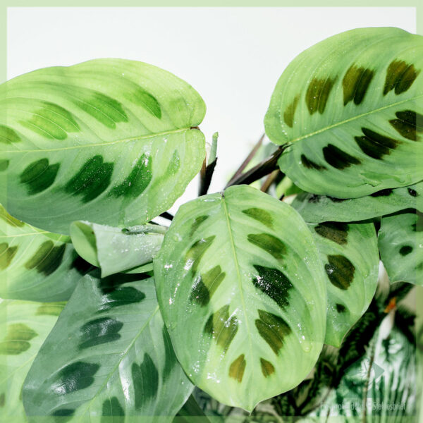 اشتر Maranta Leuconeura Green Stripe