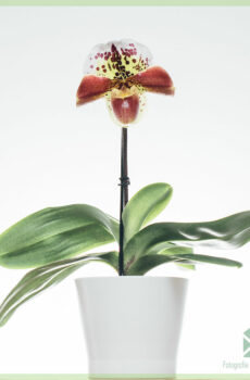 Ceannaich agus cùram airson Paphiopedilum Orchidee (Venus slipper)