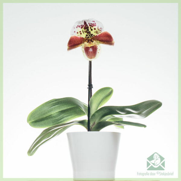 Paphiopedilum Orchidee (ਵੀਨਸ ਸਲਿਪਰ) ਖਰੀਦੋ ਅਤੇ ਦੇਖਭਾਲ ਕਰੋ