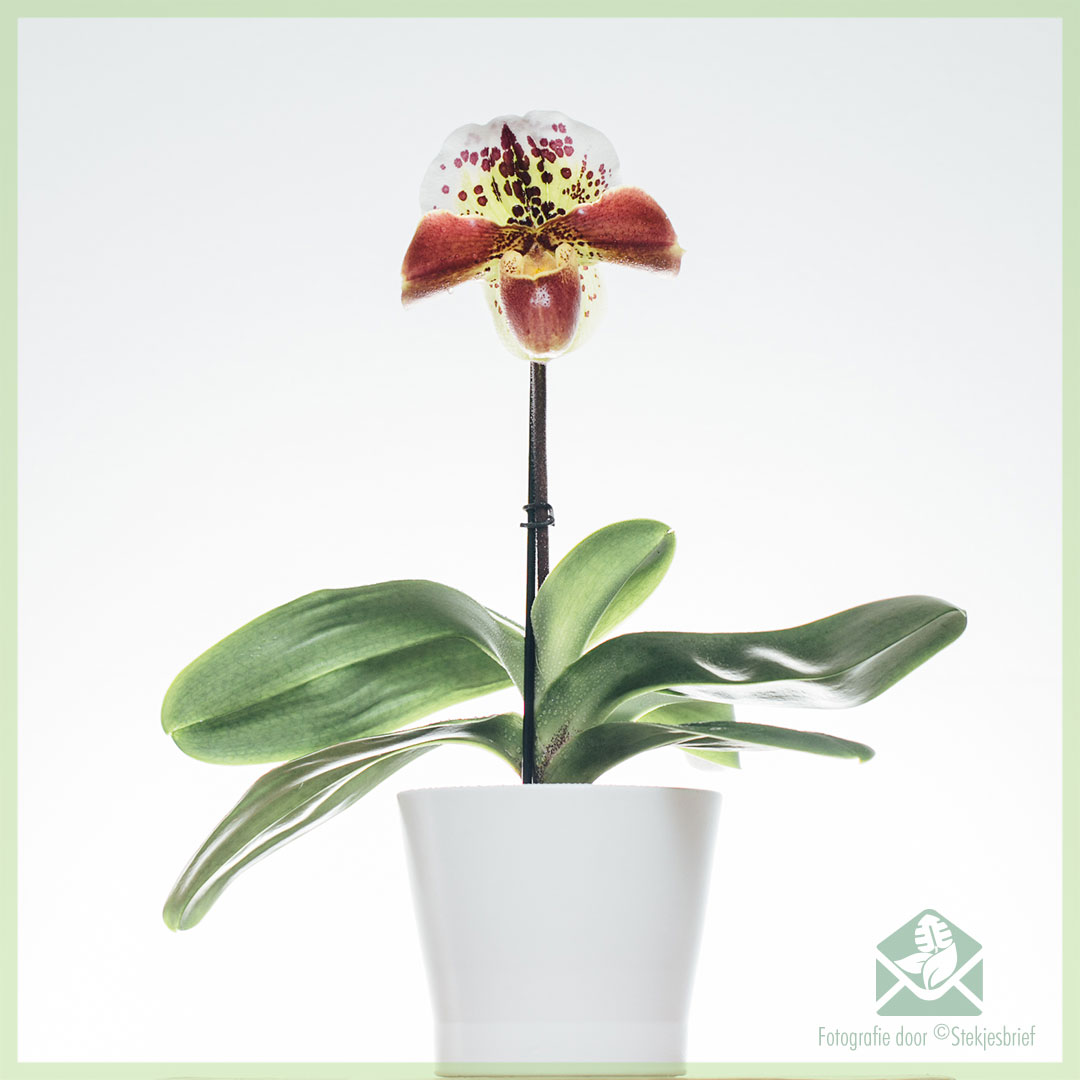 Paphiopedilum Orchidee (Venusschoentje) en verzorgen
