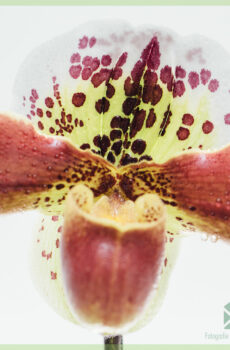 Kupte si a pečujte o Paphiopedilum Orchidee (Venušinu střevíčku)