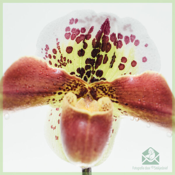 Paphiopedilum Orchidee (Venusschoentje) kopen en verzorgen