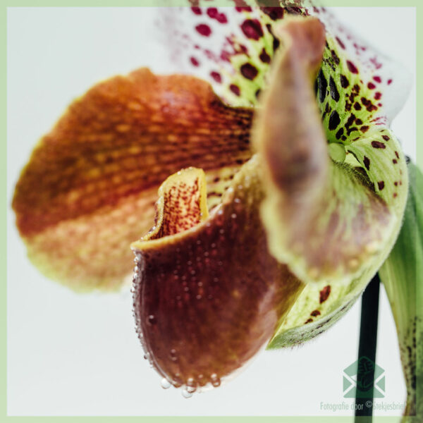 Paphiopedilum Orchidee (वीनस स्लिपर) खरीदें और इसकी देखभाल करें