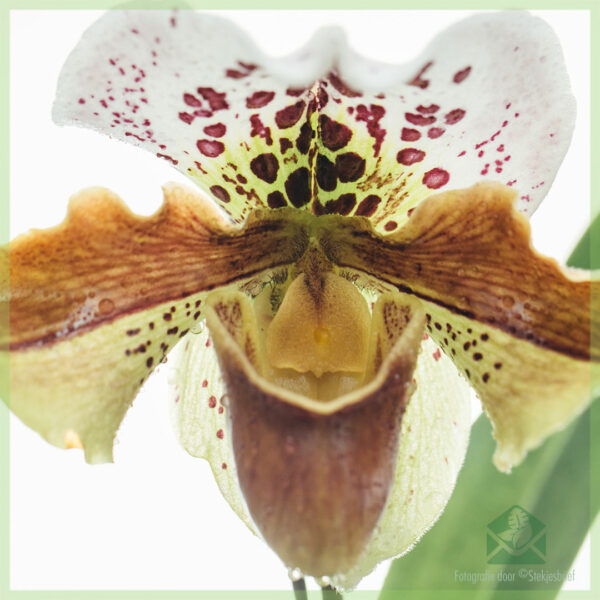 Tuku lan ngrawat Paphiopedilum Orchidee (sandal Venus)