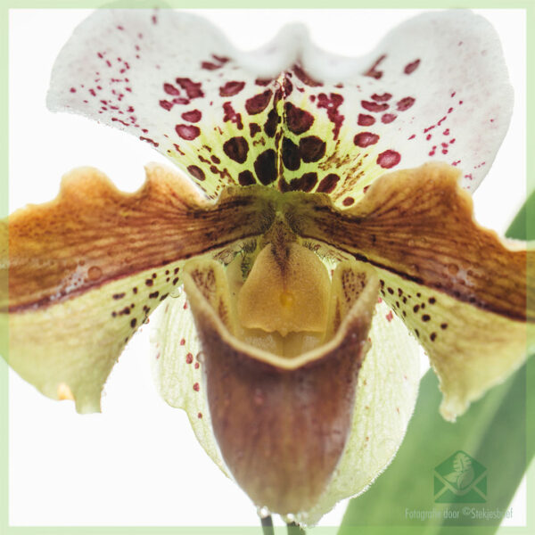 Paphiopedilum Orchidee (Venusschoentje) kopen en verzorgen