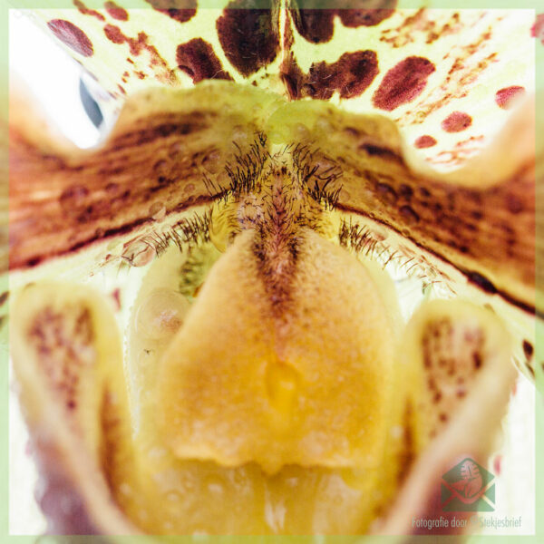 Iibso oo daryeel Paphiopedilum Orchidee (Venus slipper)
