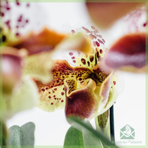 Paphiopedilum Orchidee (Venus Slipper) خریدیں اور دیکھ بھال کریں