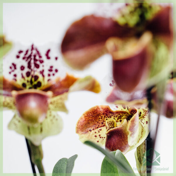 Paphiopedilum Orchidee (वीनस स्लिपर) खरीदें और इसकी देखभाल करें