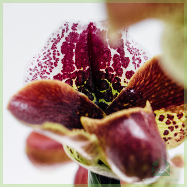 Buy et cura Paphiopedilum Orchidee (Venus slipper)