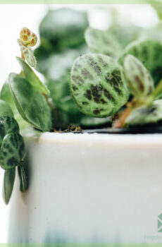 Peperomia Prostrata खरेदी करा