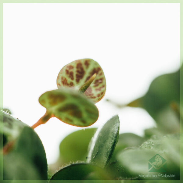 Peperomia Prostrata kopen