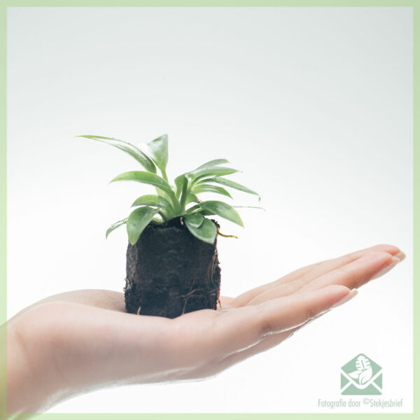 Купете и грижете се за сечење со корени Philodendron Birkin Variegata