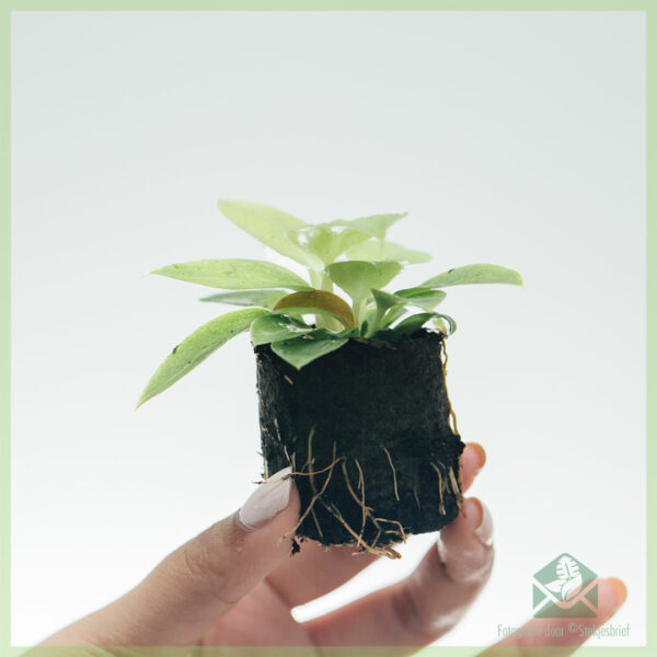 Kaaft Philodendron Green Prinzessin - Mi Corazon