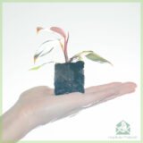 Philodendron Pink Princess Mi Amor kopen