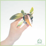 Philodendron Pink Princess Mi Amor kopen