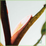 Philodendron Pink Princess Mi Amor kopen