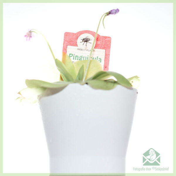Купете месоядно сукулентно растение Pinguicula vulgaris