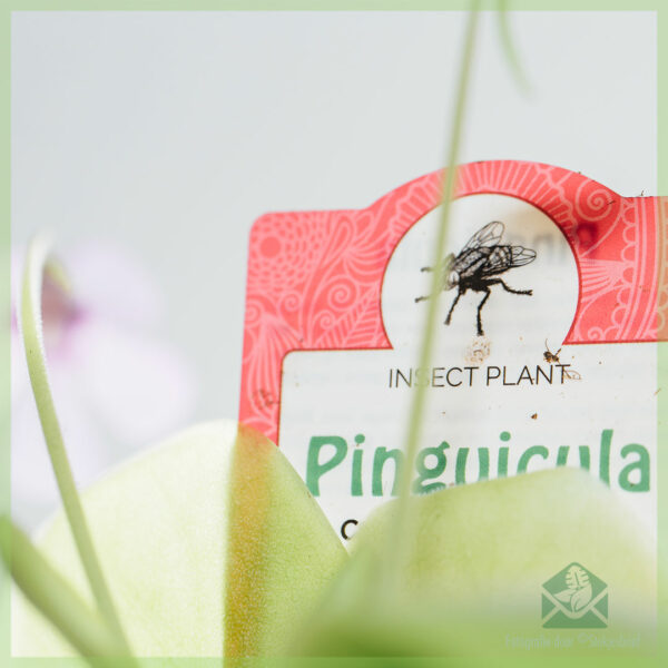 Acheter Pinguicula vulgaris plante grasse carnivore