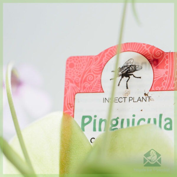 Pinguicula vulgaris vleesetende vetplant kopen