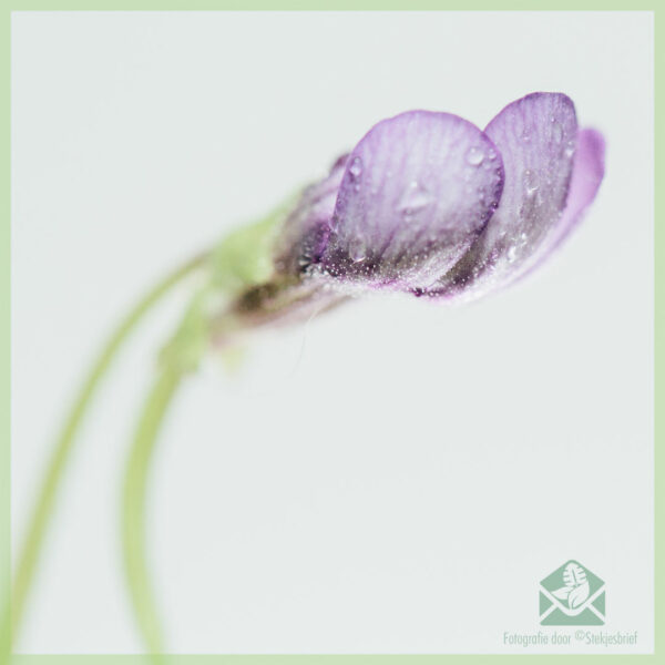 Pinguicula vulgaris vleesetende vetplant kopen