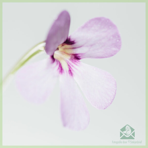 Pinguicula vulgaris vleesetende vetplant kopen