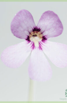 Pinguicula vulgaris vleesetende vetplant kopen