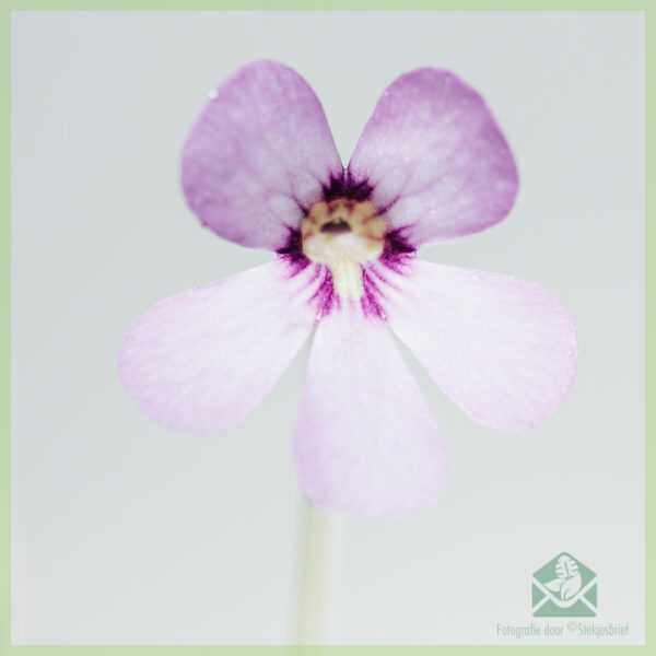 Pinguicula vulgaris vleesetende vetplant kopen