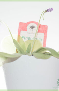 Pirkite Pinguicula vulgaris mėsėdžius sultingus augalus