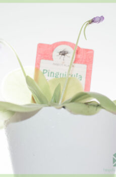 Купить Pinguicula vulgaris плотоядное суккулентное растение