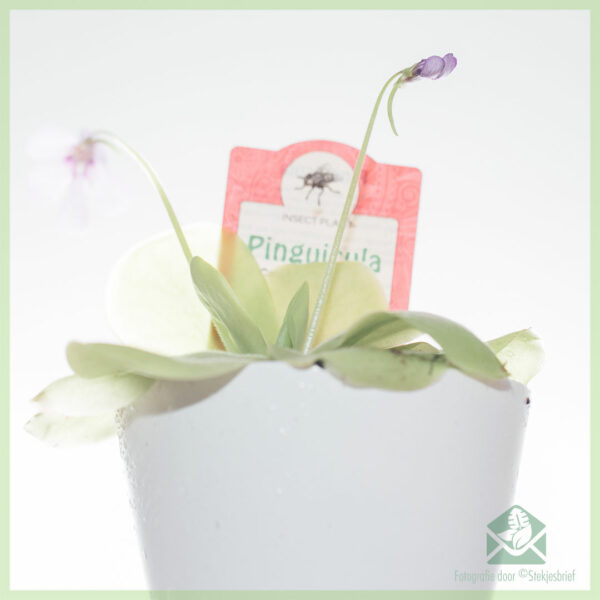 Vidio ny Pinguicula vulgaris carnivorous succulent plant