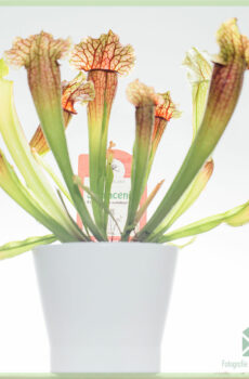 Sarracenia - tanaman pitcher terompet - beli tanaman karnivora