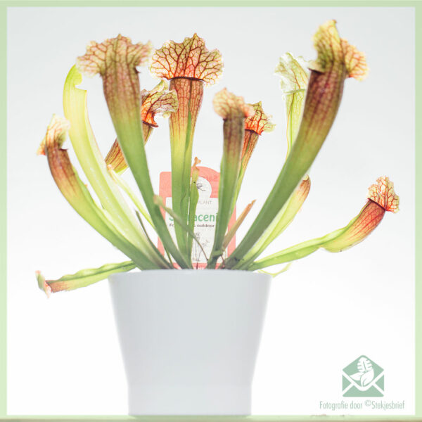 Sarracenia - sarracénie trompette - achat plante carnivore