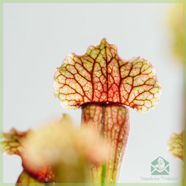 Sarracenia - trompetbekerplant - vleesetende plant kopen