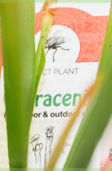 Sarracenia - צמח כד חצוצרה - לקנות צמח טורף